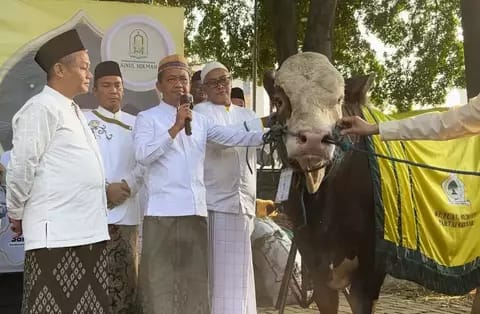 Bahlil Serahkan Sapi Kurban 1,2 Ton