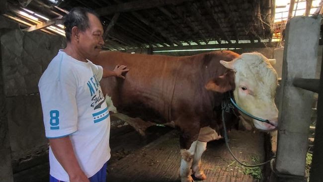 Daging Kurban Presiden untuk 2.000 Anak Yatim