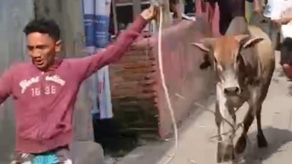 Lembu Kurban Lepas, Warga Panik