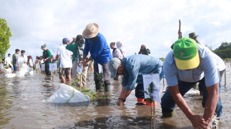 Mangrove Jadi Solusi Krisis Pesisir Sumbawa