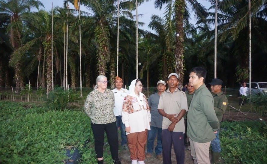 Tumpang Sari Sawit Dukung Ekonomi Petani Seluma
