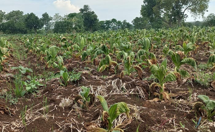 Pemkab Tak Tahu Gagal Tanam, Petani Tembakau Merugi