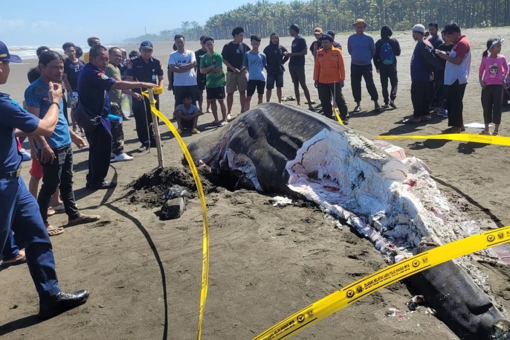 Hiu Tutul Mati Terdampar, Warga Berebut Daging