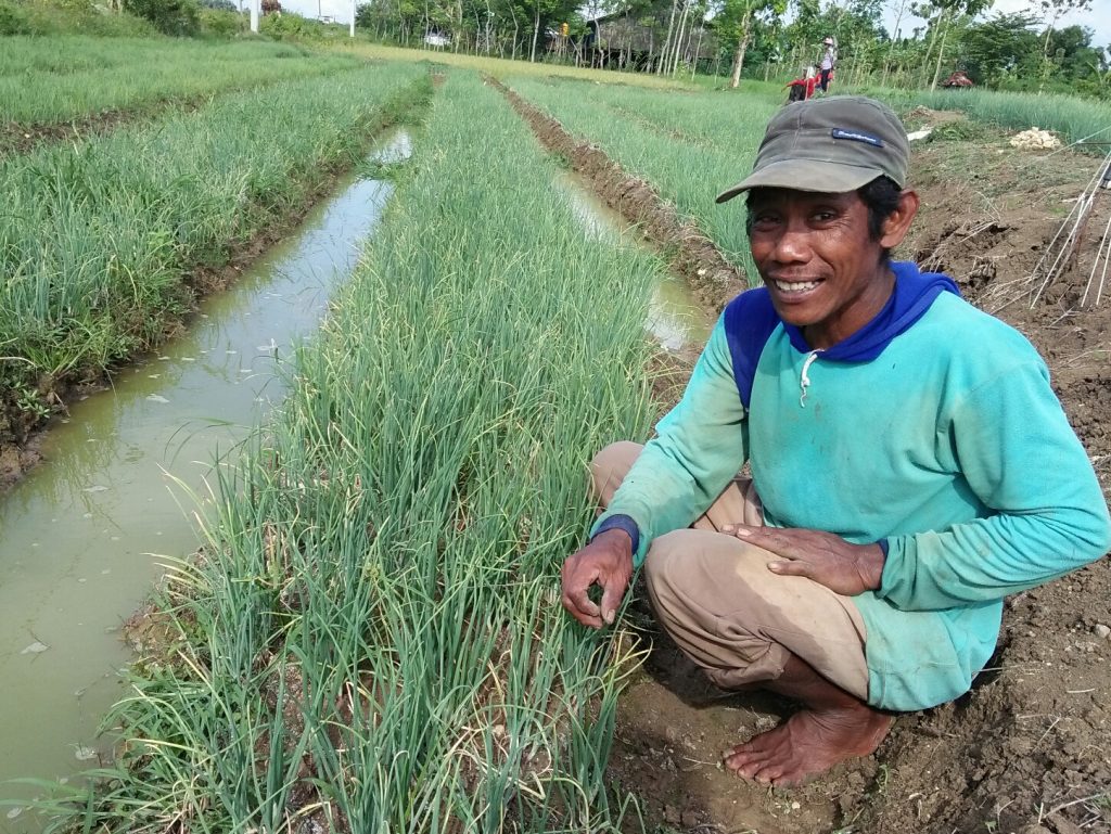 Petani Bawang Madiun Terancam Gagal Panen