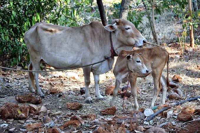 Alternatif Kurban: 5 Hewan yang Bisa Dipilih Tanpa Sapi Impor