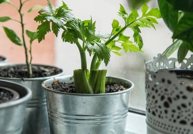 Cara Efektif Menanam Seledri dari Sisa Masak