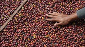 Harga Kopi Global Anjlok, Petani di RI Semakin Terpuruk