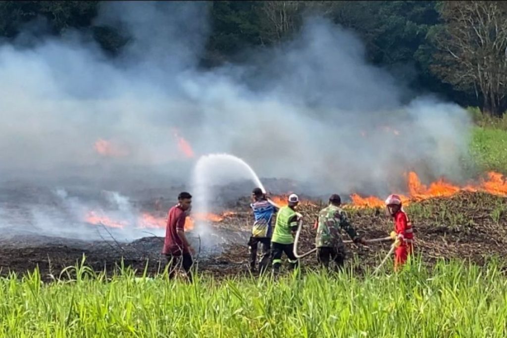 Lahan Gambut Terbakar, Kebakaran Harau Capai 5 Hektar