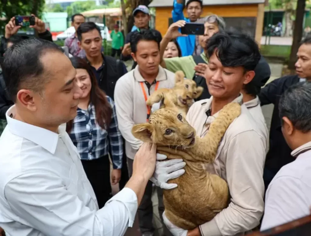 Dua Bayi Singa Lahir di KBS, Siap Dikenalkan 10 Agustus 2025