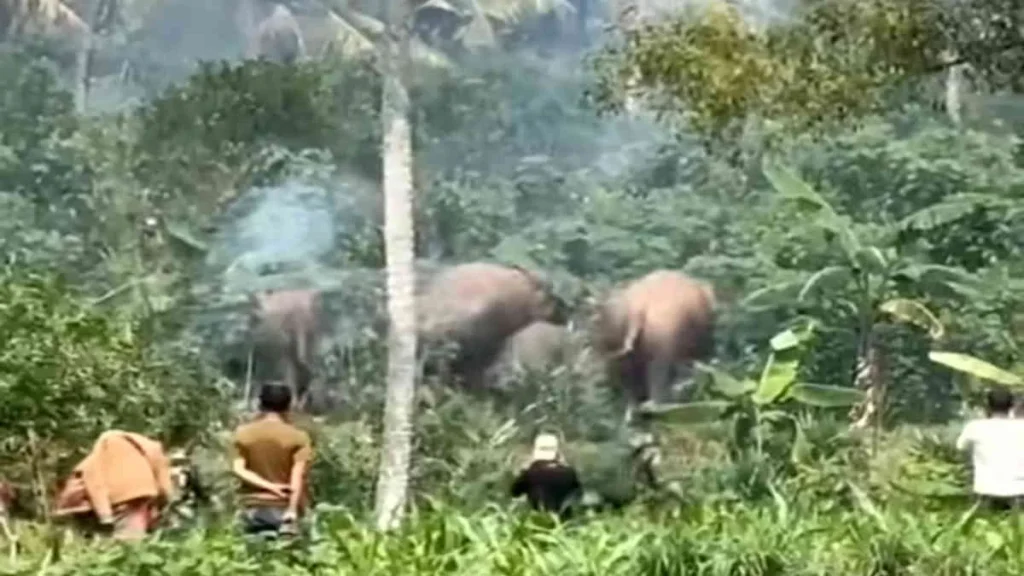 Gajah Liar Serang Warga di Lampung Timur
