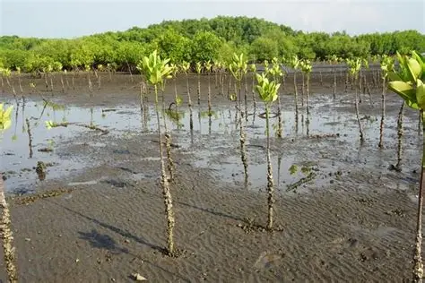 Nelayan Marunda Tanam 500 Mangrove di Pesisir Jakarta