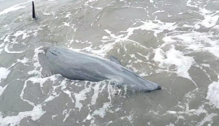 Lumba-Lumba Terdampar di Pantai Legon Pari, Diselamatkan Petugas