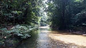 Hutan Wehea Kutim Terabaikan, Pemerintah Disorot