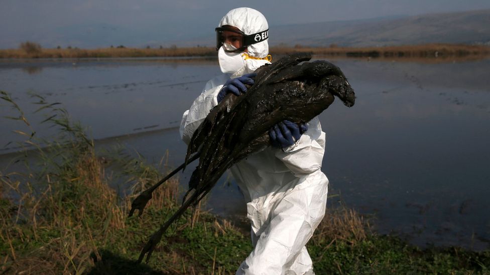 Ratusan Ribu Unggas Dimusnahkan, Jerman Tanggap Darurat Flu Burung
