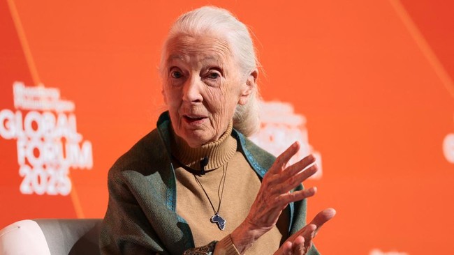 Jane Goodall Meninggal di Usia 91 Tahun, Warisan Ilmiah Dikenang