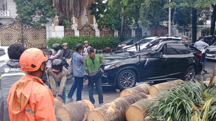DKI Pasang 5.000 Penyangga Pohon Cegah Pohon Tumbang