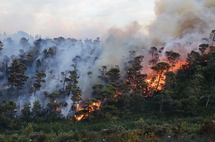 Wamenhut Minta Antisipasi Dini Karhutla 2027 Hadapi El Nino
