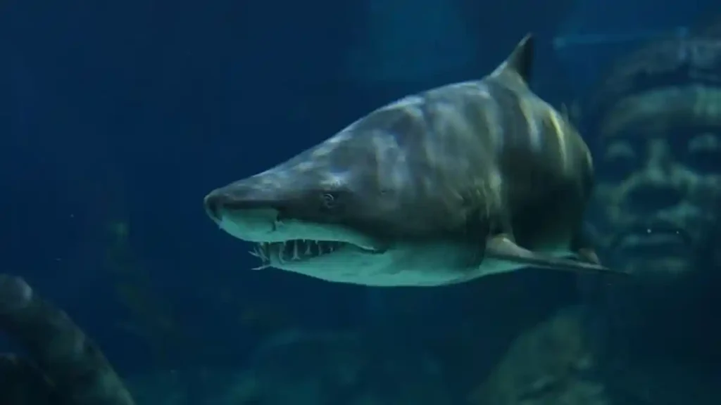 Dua Orang Diserang Hiu, Satu Tewas di Kylies Beach