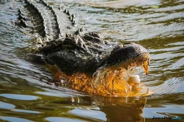 Kakek Hilang Saat Cari Udang, Diduga Diterkam Buaya