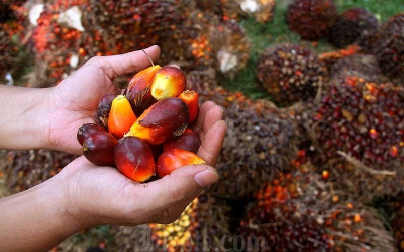 Harga CPO Naik, Kemendag Sebut Rencana B50 Jadi Faktor Utama