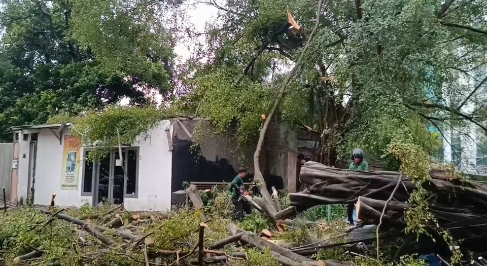 Hujan Lebat dan Angin Kencang Picu Belasan Pohon Tumbang di Jakarta
