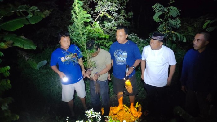 Polisi Bongkar Penanaman Ganja Rumahan di Kediri