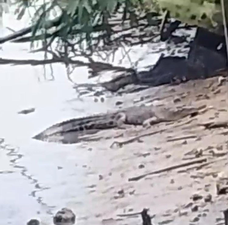 Remaja di Bontang Diserang Buaya Saat Perbaiki Kapal