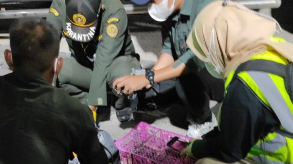 Penyelundupan Burung Digagalkan di Bakauheni, 63 Ekor Diamankan