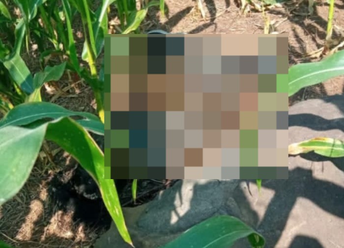 Mayat Membusuk di Ladang Jagung Jombang, Polisi Selidiki Identitas