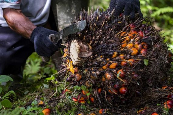 Polisi Bongkar Modus “Sunat” Sawit di Pinggir, Dua Pelaku Ditangkap