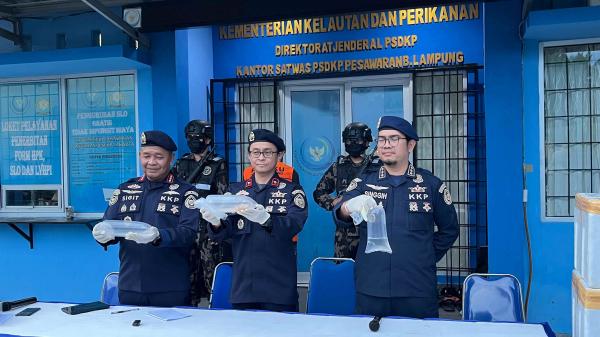 KKP Gagalkan Penyelundupan 31 Ribu Benih Lobster di Lampung