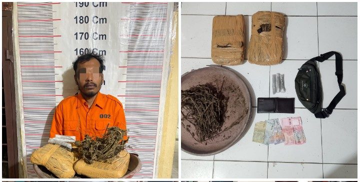Polisi Gerebek Pengedar Ganja di Bukit Lawang, 2 Kilogram Barang Bukti Disita