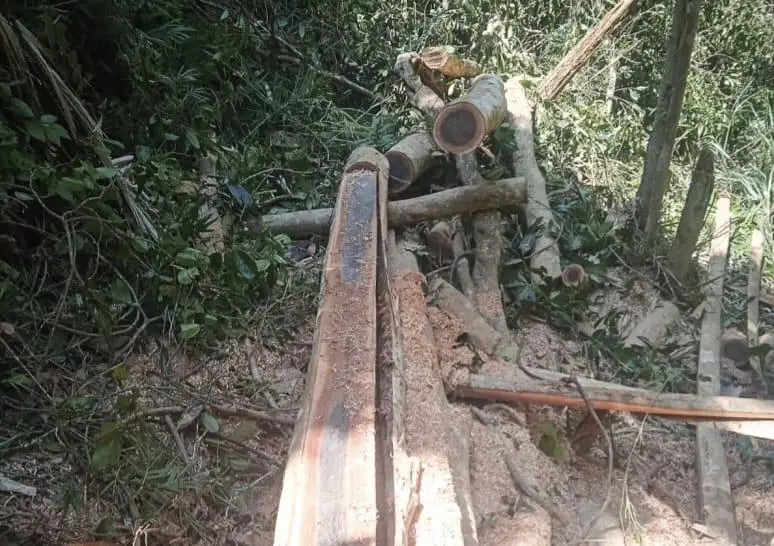 Aparat Tetapkan Dua Tersangka Perusakan Hutan di Kawasan TWA Mangolo