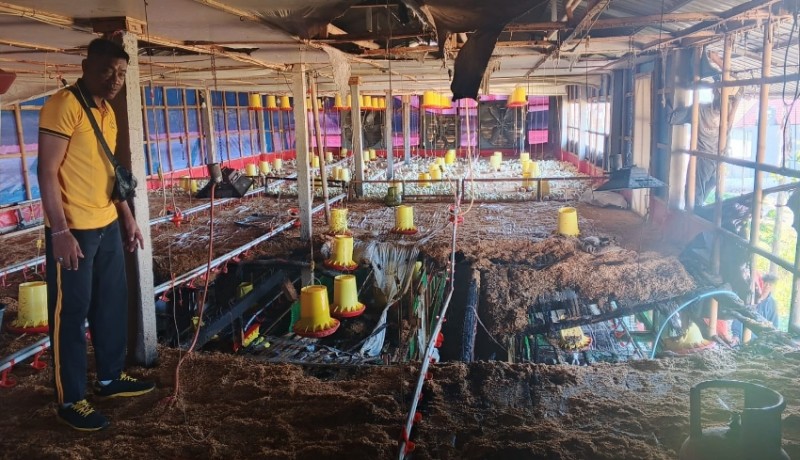Kebakaran Kandang Ayam di Klungkung, 300 Bibit Ayam Mati Terpanggang