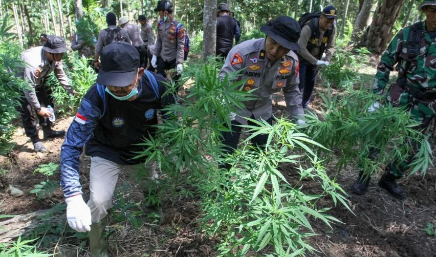 Ladang Ganja Dua Hektare Dimusnahkan, Dua Pelaku Ditangkap di Aceh Utara