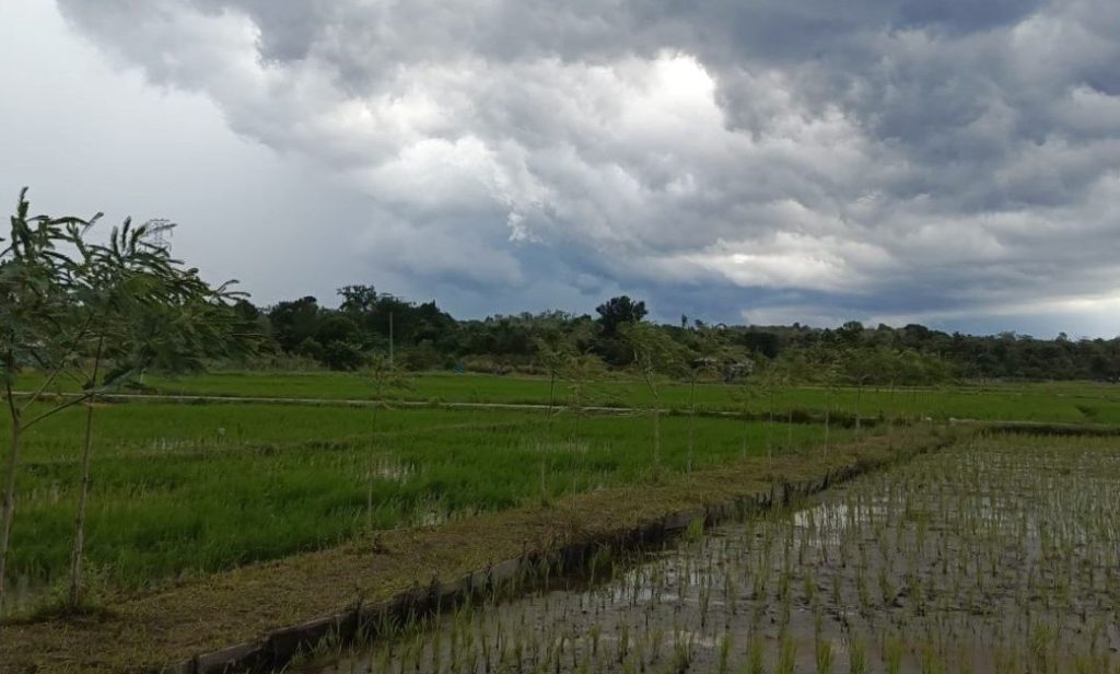 Babel Masih Bergantung Beras Sumsel dan Jakarta