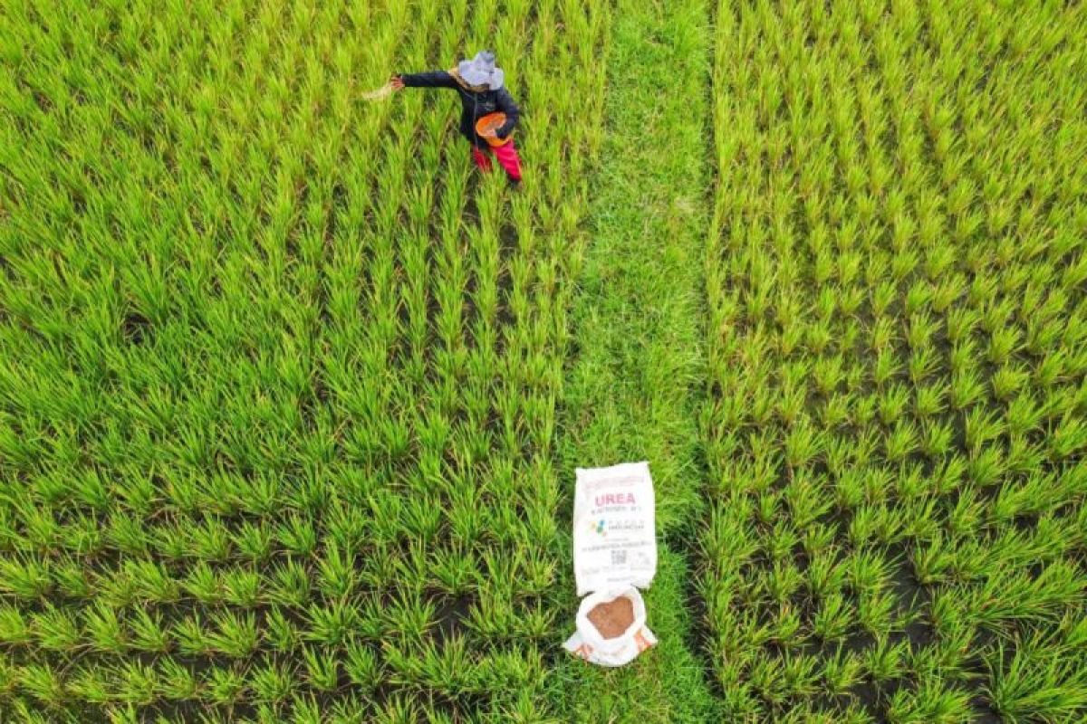 Pupuk Subsidi Turun, Petani Mulai Rasakan Penghematan Biaya
