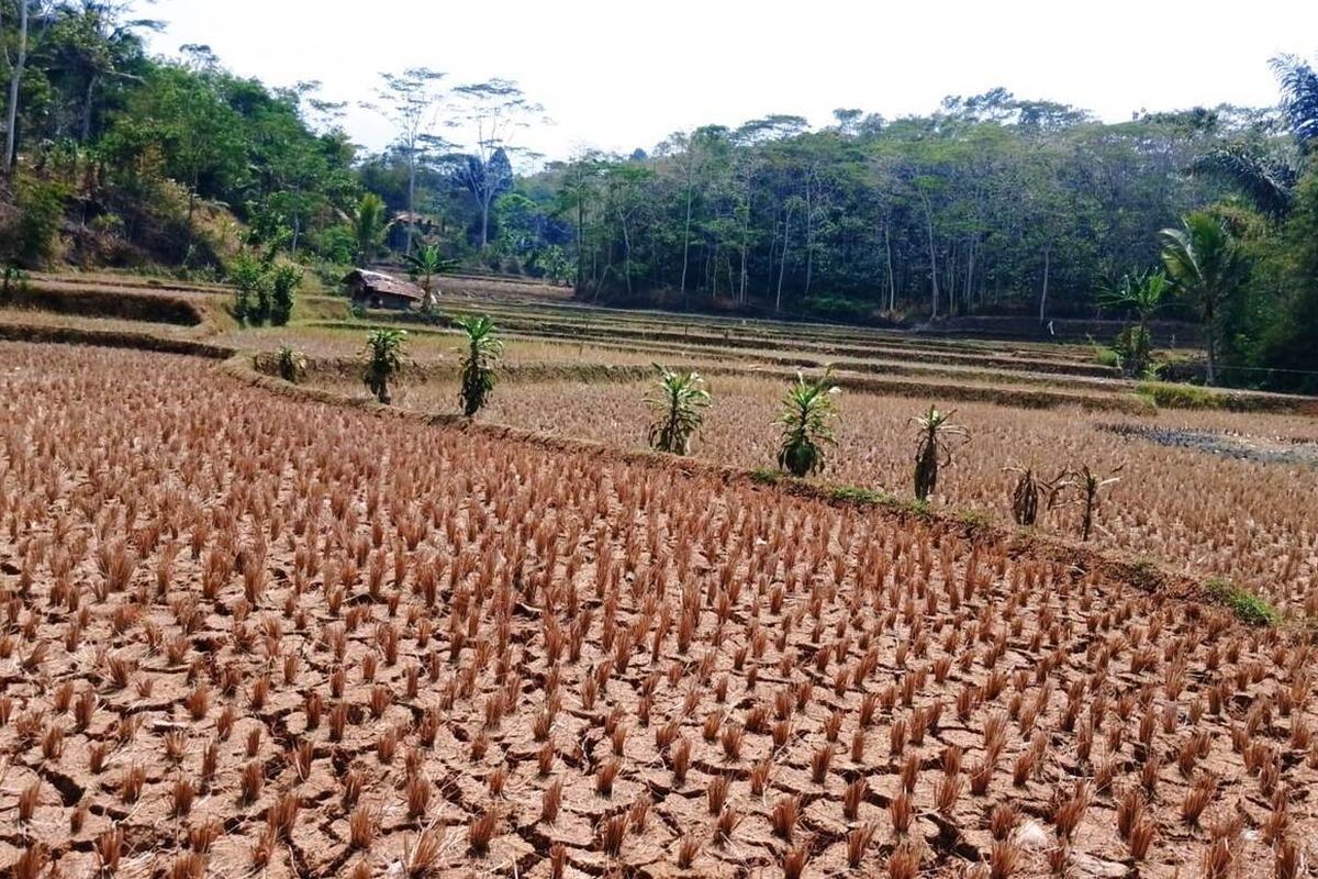 Irigasi Rusak, Petani Cianjur Terpaksa Cari Nafkah ke Luar Pulau